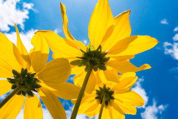 Yellow flower on blue sky background low angle