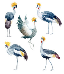 Watercolor african cranes