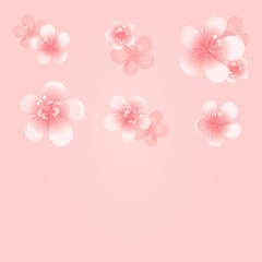Light Pink flowers isolated on Pink background. Apple-tree flowers. Cherry blossom. Vector