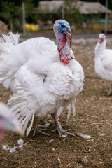 Breeding turkeys on a farm.