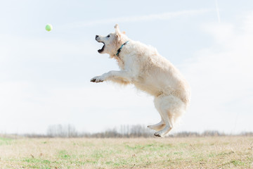 Jumping golden retriever