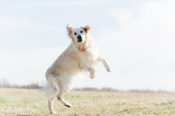 Jumping golden retriever