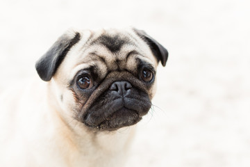 Pug