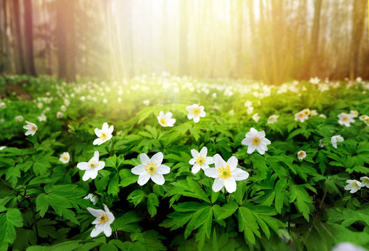 Fototapeta Beautiful white flowers of anemones in spring in a forest close-up in sunlight in nature. Spring forest landscape with flowering primroses.