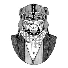 Bulldog, dog. Animal wearing jacket with bow-tie and biker helmet or aviatior helmet. Elegant biker, motorcycle rider. Image for tattoo, t-shirt, emblem, badge, logo, patch