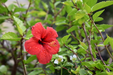 Ein Regentag © Anjuschka