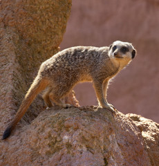 Meerkat - (Suricata suricatta) - Botswana