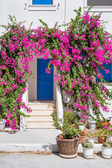 A classic mediterranean style blue door surrounded by pink bougainvillea flowers in Santorini, Greece, Europe.