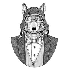 Wolf, wild dog Animal wearing jacket with bow-tie and biker helmet or aviatior helmet. Elegant biker, motorcycle rider, aviator. Image for tattoo, t-shirt, emblem, badge, logo, patch