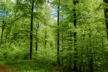Obraz premium Buchenwald im Kraichgau