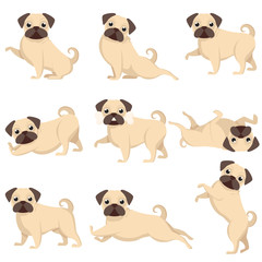 Set of dogs, a set of beautiful pugs