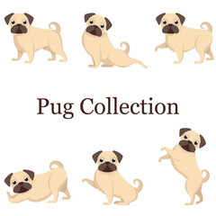 Set of dogs, a set of beautiful pugs