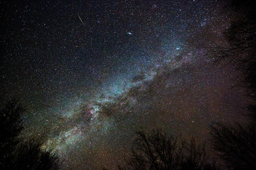Milky Way seen through the forest