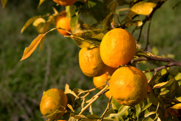 Close up orange tangerines on the branch of tangerine tree