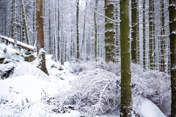 Fototapeta premium Weiß verschneiter Nadelwald
