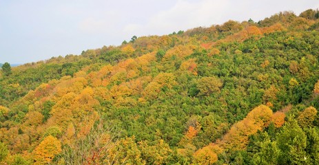 Obraz premium Wald in Herbstfarben