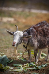 山羊のポートレート