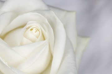 White roses background petals