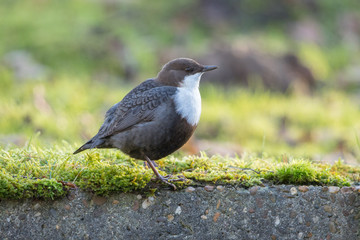 White-throated dipper