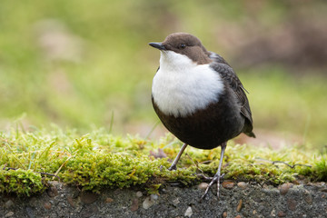 White-throated dipper