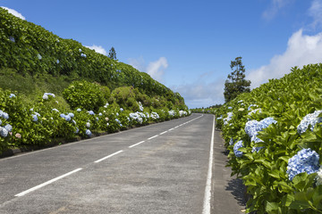 Fototapeta na wymiar Beautiful Road in Sao Miguel Island - Azores, Portugal