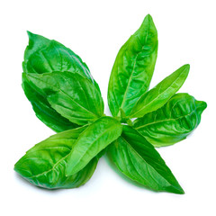 studio shot of fresh green basil herb leaves isolated on white background