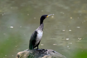 cormoran