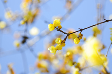 blooming yellow wintersweet and a blue sky