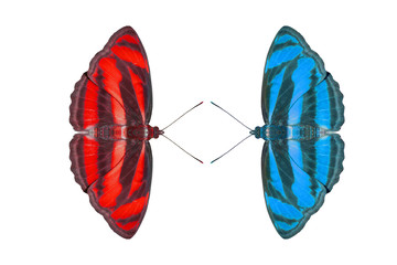 Blue and red butterflies isolated on white background