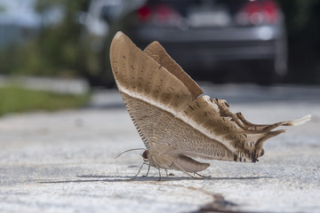 Long-tailed Moth or Bat Moth on the ground