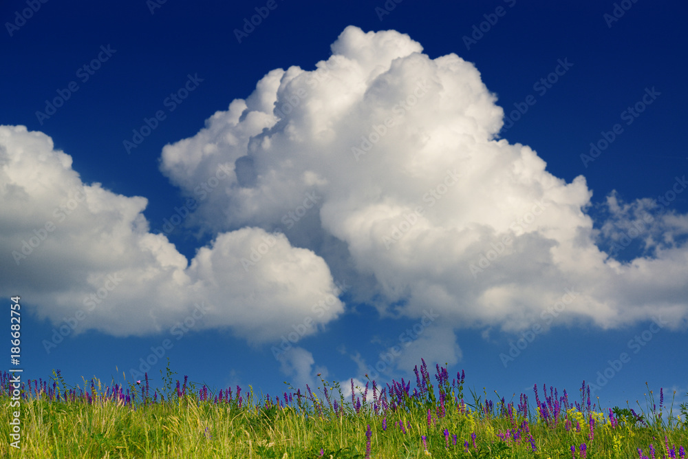 Wall mural cumulus clouds and wild flowers landscape