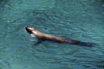 Obraz premium Sea lion swimming in Carribbean sea