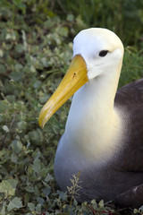 Waved Albetross - Espanola Island - Galapagos Islands - Ecuador.