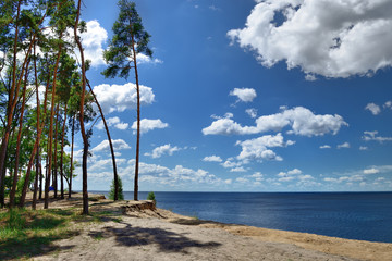 Obraz na płótnie Canvas Pine forest on the sea coast