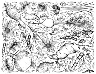 Hand Drawn of Root and Tuberous Vegetables Background