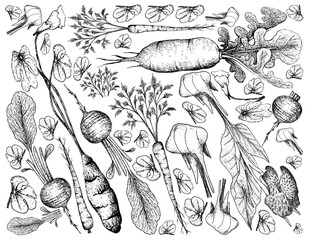 Hand Drawn of Root and Tuberous Vegetables Background