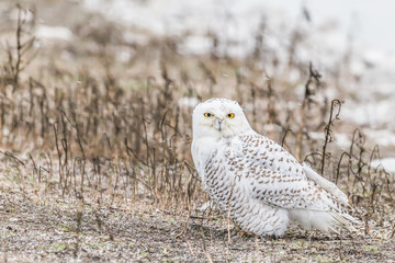 Snowy Owl At Rest