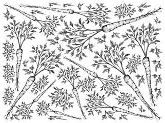 Hand Drawn of Green Hamburg Parsley on White Background