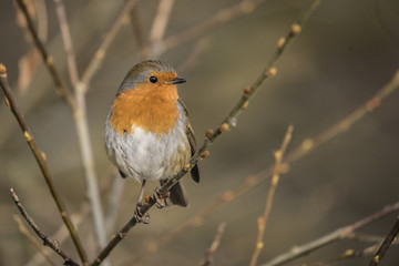 robin perched on a thin branch