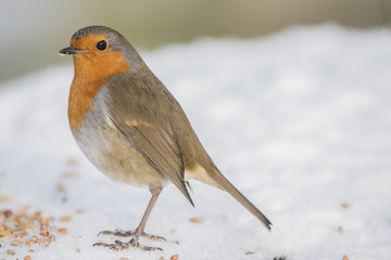 robin stood in snow