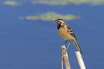 little exotic bird on a background of blue lake