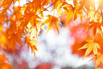 Bright colorful maple leaves on the branch in the autumn season.