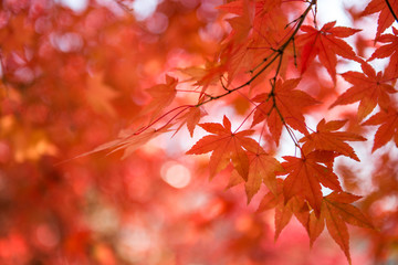 Bright colorful maple leaves on the branch in the autumn season.