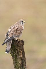 Common Kestrel_000000899409