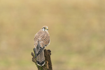 Common Kestrel_000000899412_31