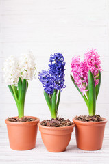 Fototapeta na wymiar Spring background with hyacinth flowers. Holidays card 8 March, Mother's day, Easter. Copy space