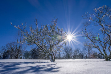 Winter Landscape