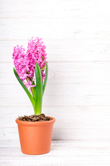 Spring background with pink hyacinth flowers. Holidays card 8 March, Mother's day, Easter. Copy space