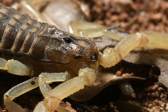 Vorderk&ouml;rper (Prosoma) eines Skorpions
Feldskorpion (Mesobuthus gibbosus)