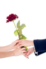 cropped shot of little kids holding rose flower in hands isolated on white